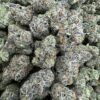 Royal Dutch Strain