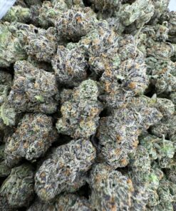 Royal Dutch Strain