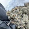 Sin Mints Strain