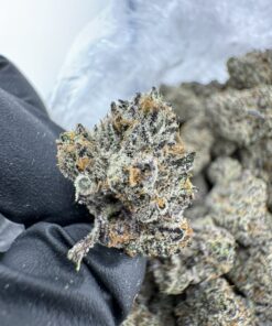Sin Mints Strain