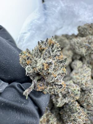 Sin Mints Strain