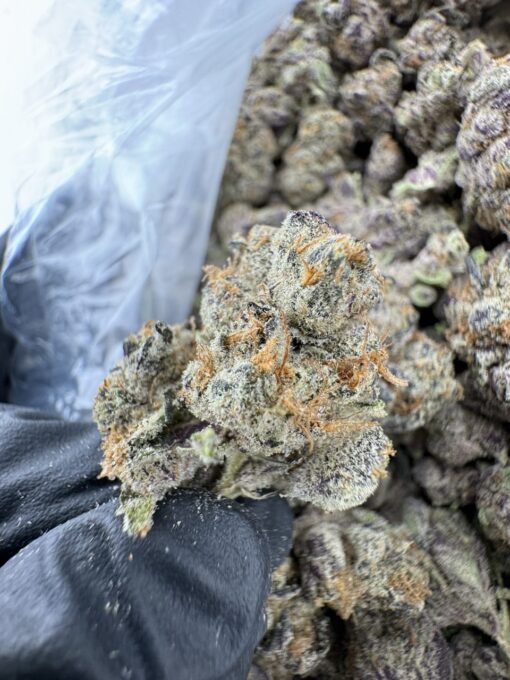 manzanita weed strain
