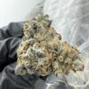 Bubblegum jack WEED strain