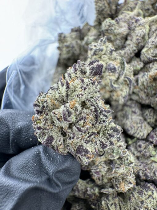 GRAPE SCOTCH STRAIN