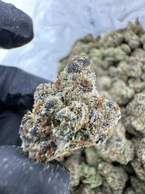 CHERRY COSMO EXOTIC STRAIN