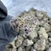 Frostbite exotic strain