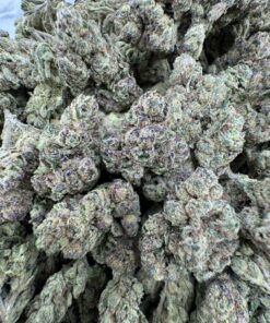LEMON CHERRY RUNTZ STRAIN