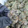 Royal Dutch Strain