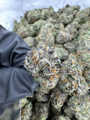 Royal Dutch Strain