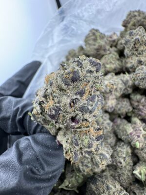 Banana Conda Strain