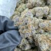 TROPICAL BLAST EXOTIC STRAIN