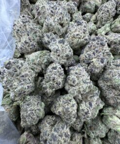 Key Lime Pie strain