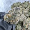 Royal Dutch Strain