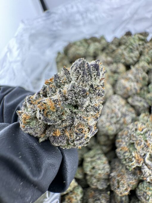 Royal Dutch Strain