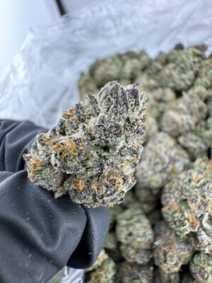 Royal Dutch Strain