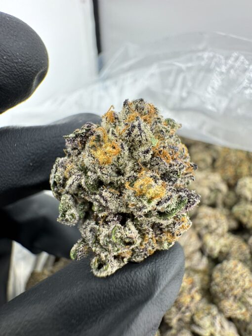 pluto 85 strain