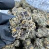 blueberry shortcake weed strain