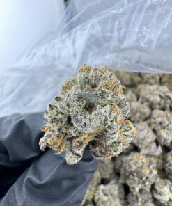 P-85 STRAIN