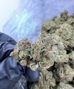 Blue Dream strain