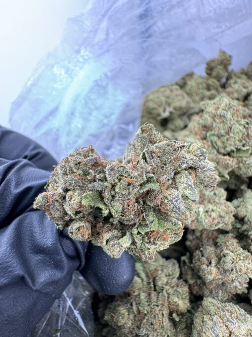 Blue Dream strain