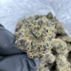 alien labs dark web strain
