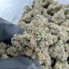 cherry sherbet strain