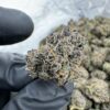 grape gatsby strain,grape gatsby,great gatsby dispensary,grape gasby strain,grape gatsby strain indica or sativa