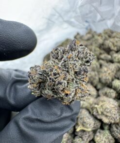 grape gatsby strain,grape gatsby,great gatsby dispensary,grape gasby strain,grape gatsby strain indica or sativa