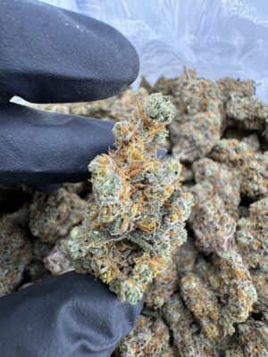 Nebula Strain,funky nebula strain,dark nebula strain,nebula buds,nebula weed
