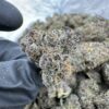 grape gatsby strain,grape gatsby,great gatsby dispensary,grape gasby strain,grape gatsby strain indica or sativa