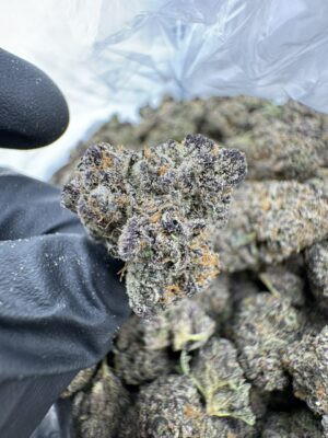 grape gatsby strain,grape gatsby,great gatsby dispensary,grape gasby strain,grape gatsby strain indica or sativa