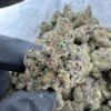 LEMON CHERRY SHERBET STRAIN