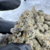 Blueberry mac strain