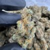 Nebula Strain,funky nebula strain,dark nebula strain,nebula buds,nebula weed
