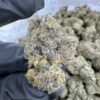 snow cones strain