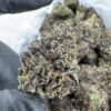 ZOMBIE KUSH STRAIN,ZOMBIE STRAIN,ZOMBIE ZEST STRAIN,ZOMBIE KUSH,ZOMBIE OG STRAIN