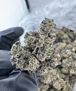 BLACK TRUFFLE STRAIN,black truffles strain,truffle strain,gas truffle strain,black truffle weed strain