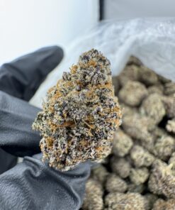 JOKERZ 31 STRAIN,jokerz strain,joker strain,joker candy,baby jokerz strain