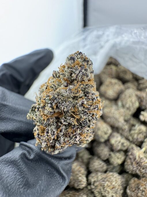 JOKERZ 31 STRAIN,jokerz strain,joker strain,joker candy,baby jokerz strain