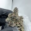 JET FUEL GELATO STRAIN,JET FUEL GELATO,JETLATO STRAIN,JET FUEL WEED STRAIN,GELATO FUEL STRAIN