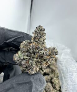 JET FUEL GELATO STRAIN,JET FUEL GELATO,JETLATO STRAIN,JET FUEL WEED STRAIN,GELATO FUEL STRAIN