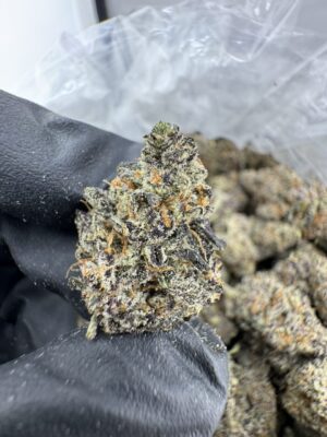 GOLD CASH STRAIN,GOLD CASH GOLD STRAIN,GOLD CASH GOLD,PUFFY THCA,gold cash strain thc level