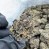 red runtz strain,red runtz,red pop runtz strain,red rum strain,red strains of weed