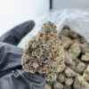 JOKERZ 31 STRAIN,jokerz strain,joker strain,joker candy,baby jokerz strain