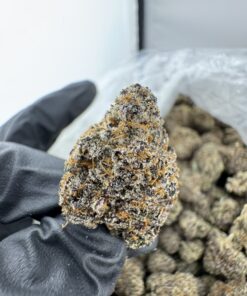 JOKERZ 31 STRAIN,jokerz strain,joker strain,joker candy,baby jokerz strain