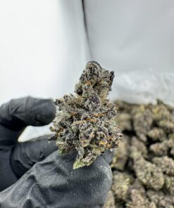 JET FUEL GELATO STRAIN,JET FUEL GELATO,JETLATO STRAIN,JET FUEL WEED STRAIN,GELATO FUEL STRAIN