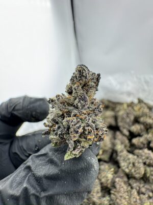 JET FUEL GELATO STRAIN,JET FUEL GELATO,JETLATO STRAIN,JET FUEL WEED STRAIN,GELATO FUEL STRAIN