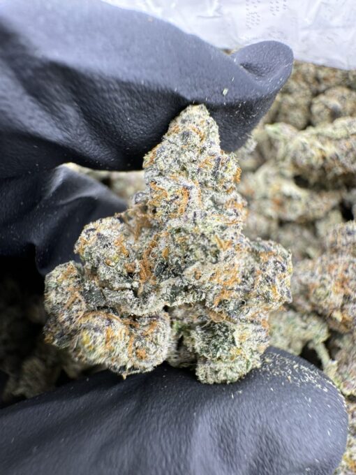 SNOW CONE STRAIN