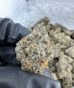 kryptochronic strain