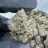 lcg x kryptochronic strain
